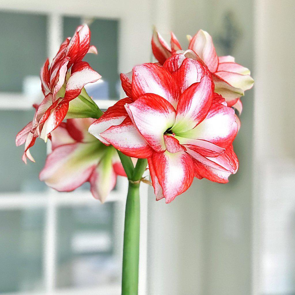 Amaryllis - Exotic Peacock - Thumbnail 2