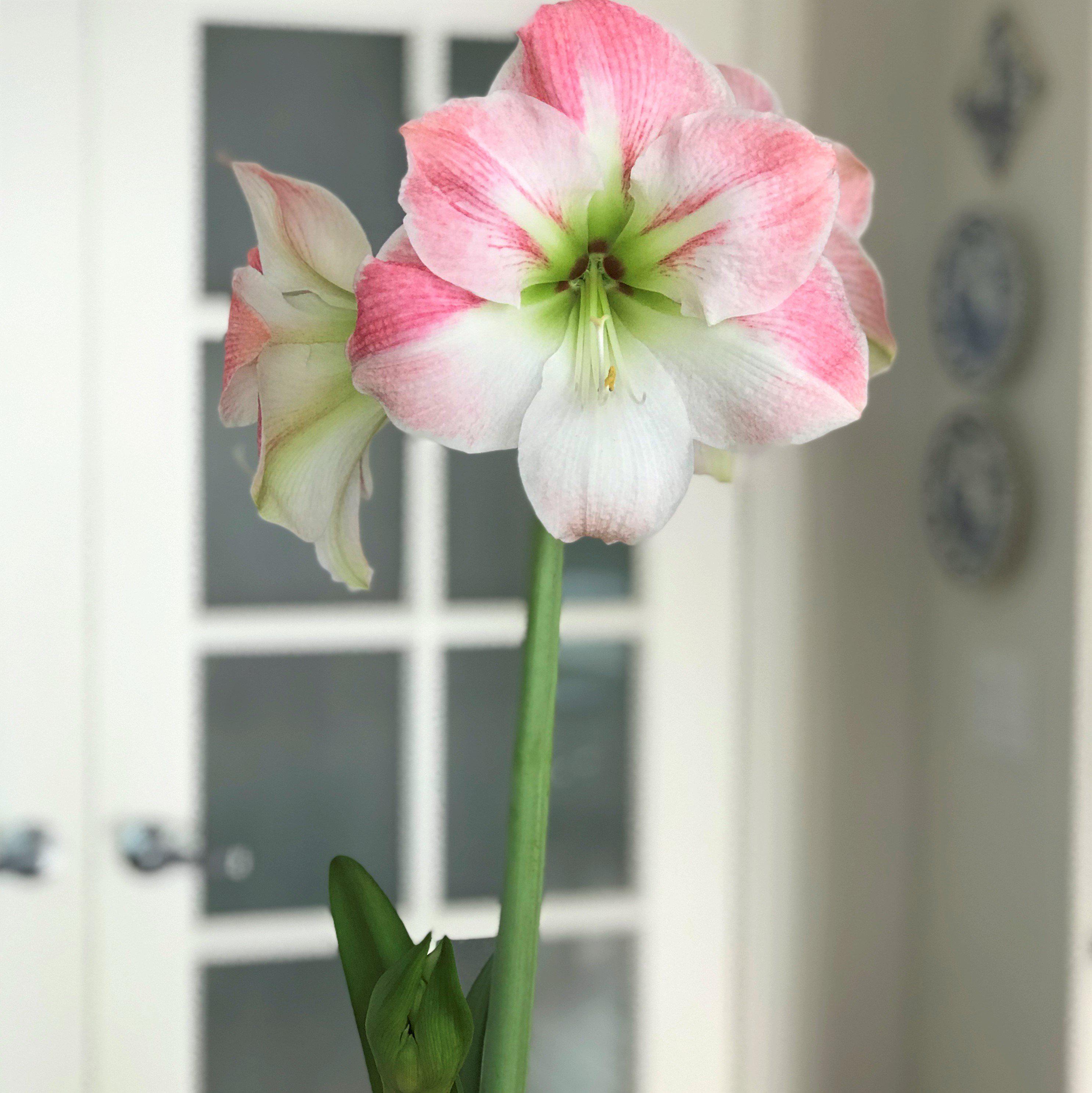 Amaryllis - Apple Blossom - Thumbnail 5