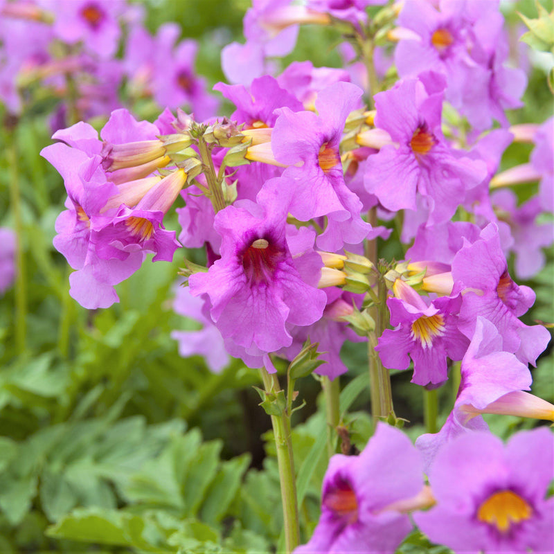 Incarvillea features clusters of exotic magenta to pink trumpet-shaped blooms with lemon throats