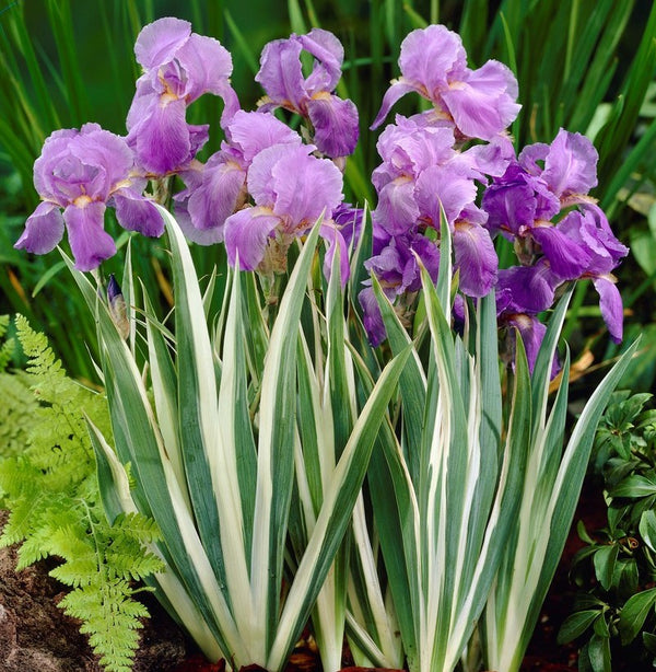 Fragrant Purple Iris Bulbs For Sale Pallida AureaVariegata Easy To Grow Bulbs
