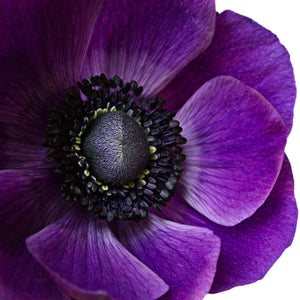 purple italian anemone bloom