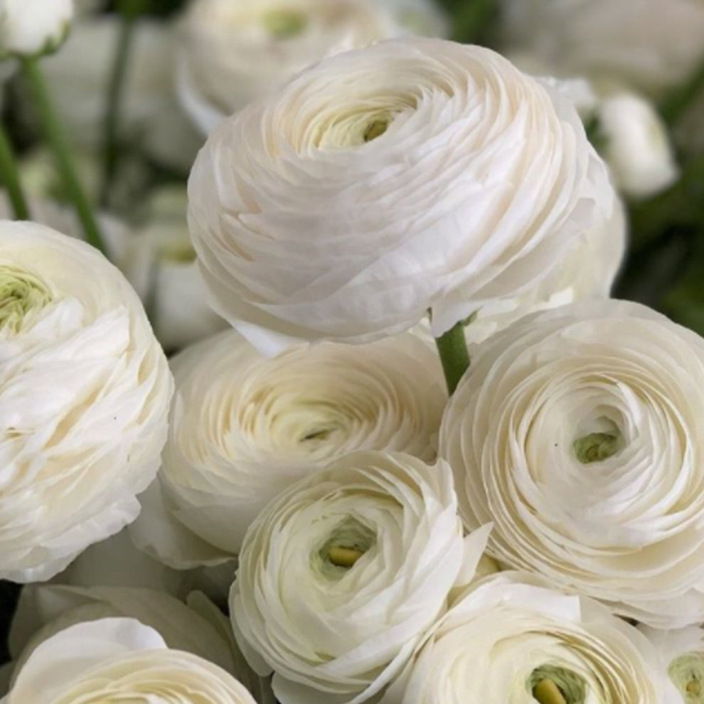 Italian Ranunculus Bulbs for Sale Online | Elegance Bianco – Easy To ...