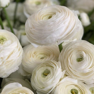 White Elegance Bianco Ranunculus Blooms