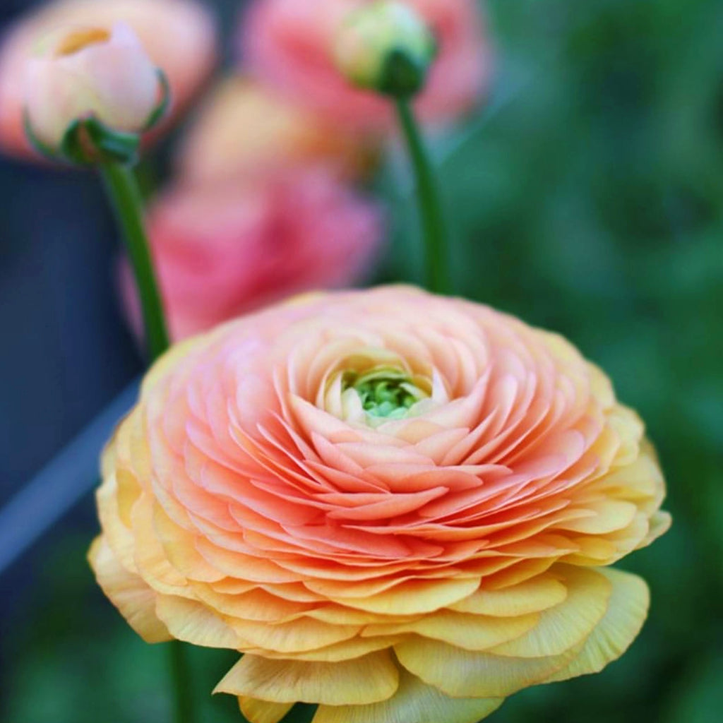 One Ranunculus Italian Ranunculus Bulbs for Sale Online | Elegance Salmon – Easy To ...