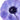 Stunning Italian Anemone Mistral Plus Blu Bloom