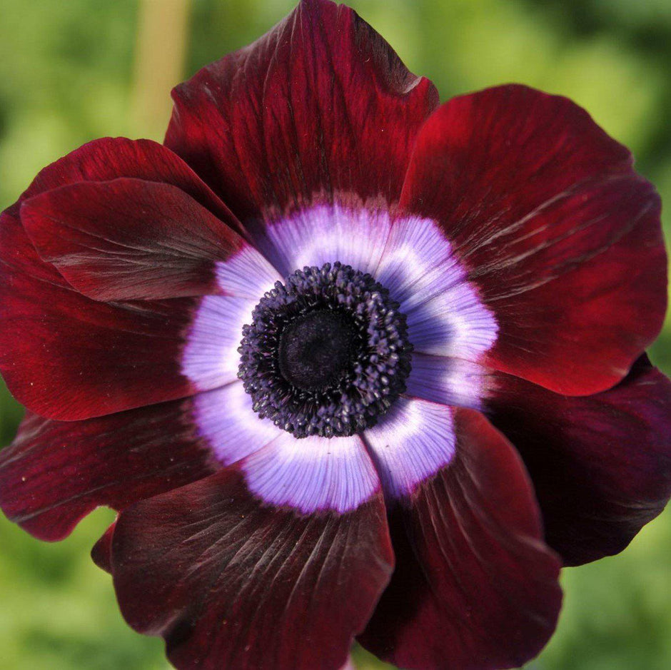 Anemone Ranunculus Italian Ranunculus & Anemones | Easy to Grow Bulbs – Easy To Grow Bulbs
