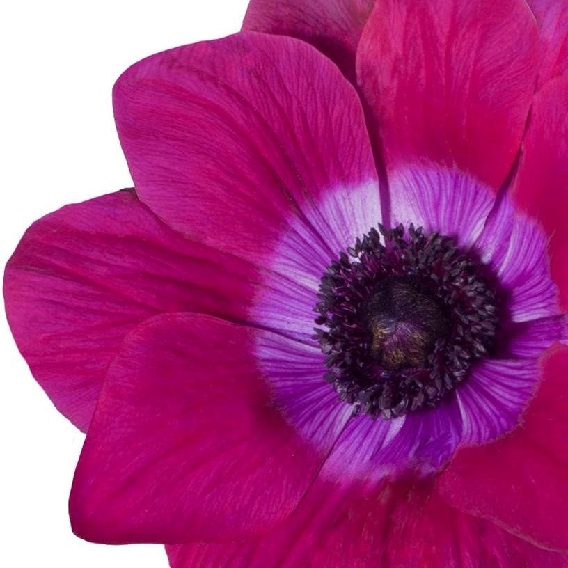 Stamperia Vivace 60 Ml - Colore Rosso Magenta Per Pittura E Decorazione