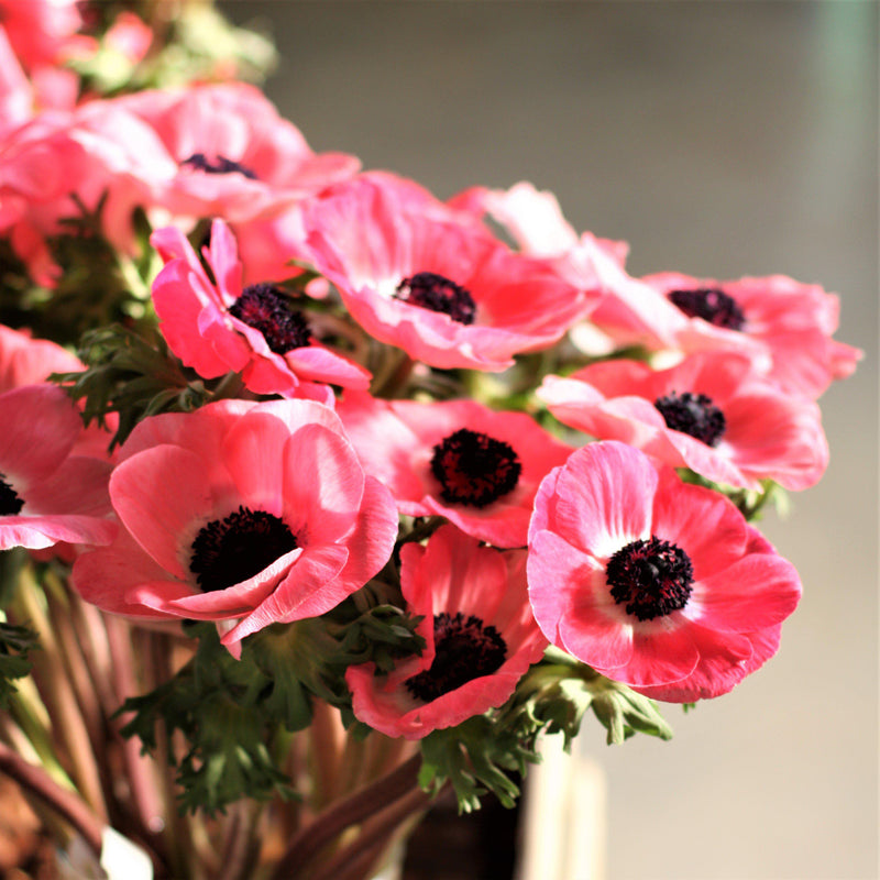 A Grouping of Pink Mistral Shocking Italian Anemone Flowers