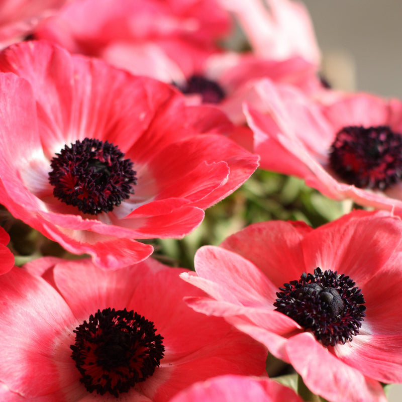 The lovely shade of pink with a light green touch on the outside of this flower makes this anemone a favorite