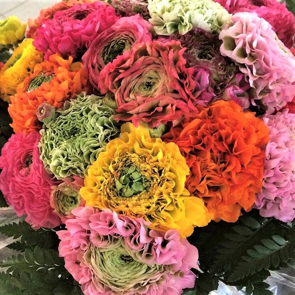 Mixed Italian Ranunculus Bulbs for Sale | Cloni Pon-Pon Mix – Easy To ...