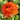Ruffly Orange Cloni Pon-Pon Garfield Ranunculus