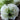 white italian ranunculus with green center