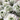 igloo italian ranunculus blooms