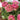 Malva pink italian ranunculus blooms