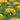 Sunny Yellow Pon-Pon Merlino Italian Ranunculus
