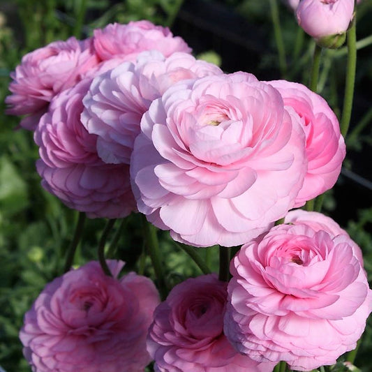 Ranunculus Planting & Growing Guide - Easy to Grow – Easy To Grow Bulbs