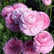 Pink Italian Ranunculus Bulbs for Sale | Elegance Rose Chiaro – Easy To ...
