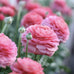 Bold Pink Italian Ranunculus Bulbs for Sale | Success Fragolino – Easy ...