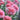 Bright Pink Italian Ranunculus Success Fragolino