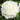 White Italian Ranunculus Success Rio