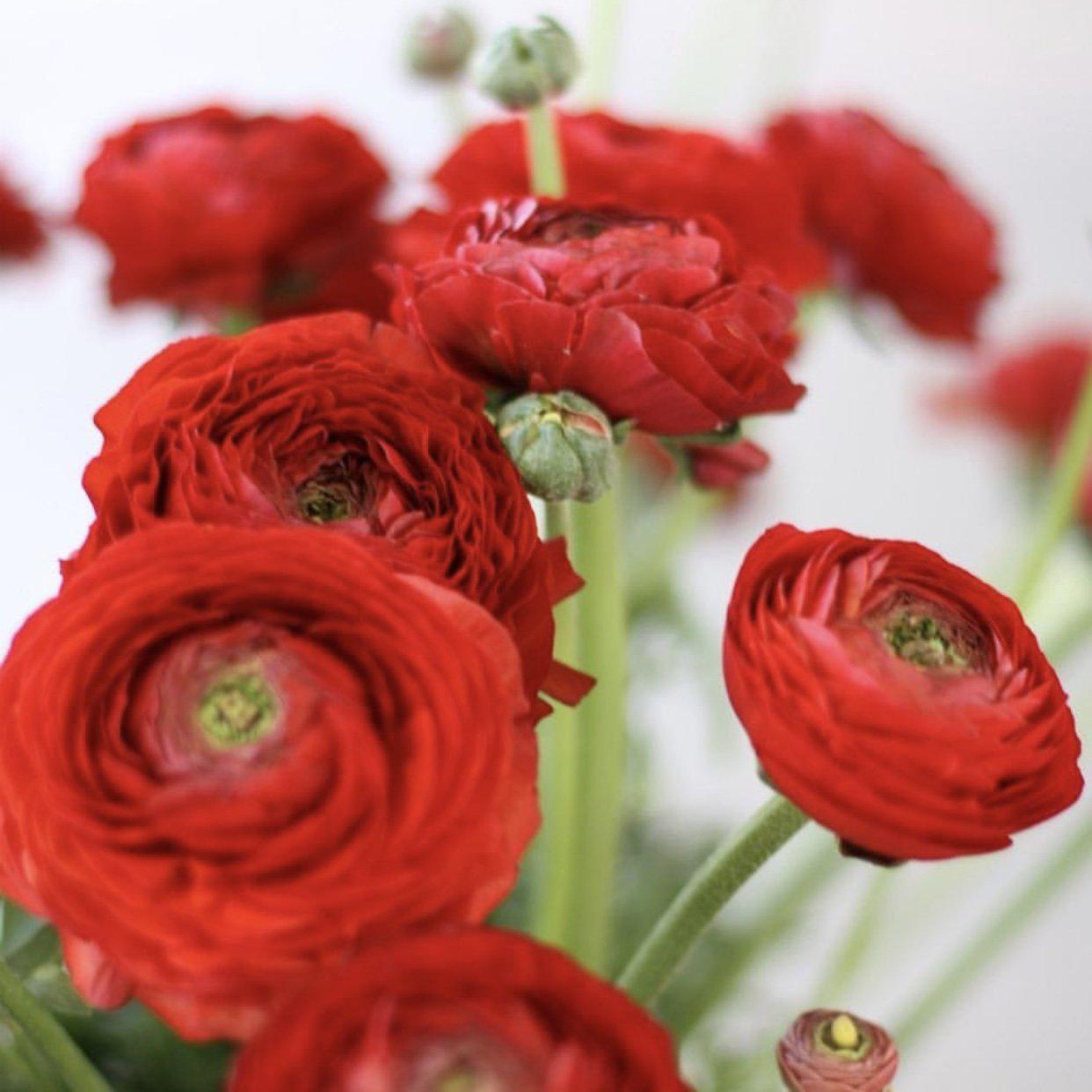 Italian Ranunculus Milka Buy Italian Ranunculus Online – Easy To Grow Bulbs