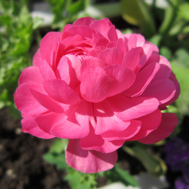 Rosy Pink Italian Ranunculus Elegance Rosa