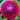Plum Dahlia Flower Bulbs For Sale 