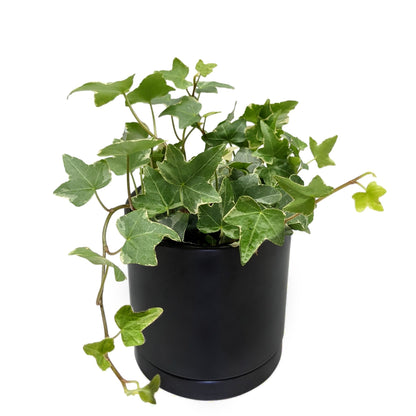 variegated indoor plants for sale Houseplants for Sale