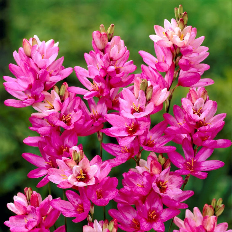 blooming pink ixia