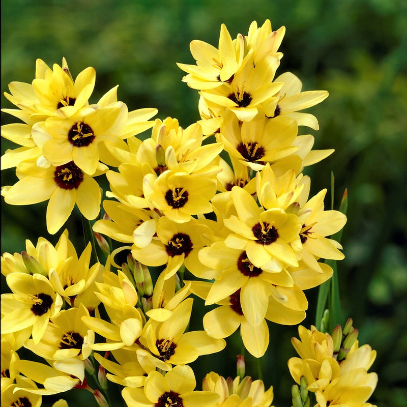 blooming yellow ixia