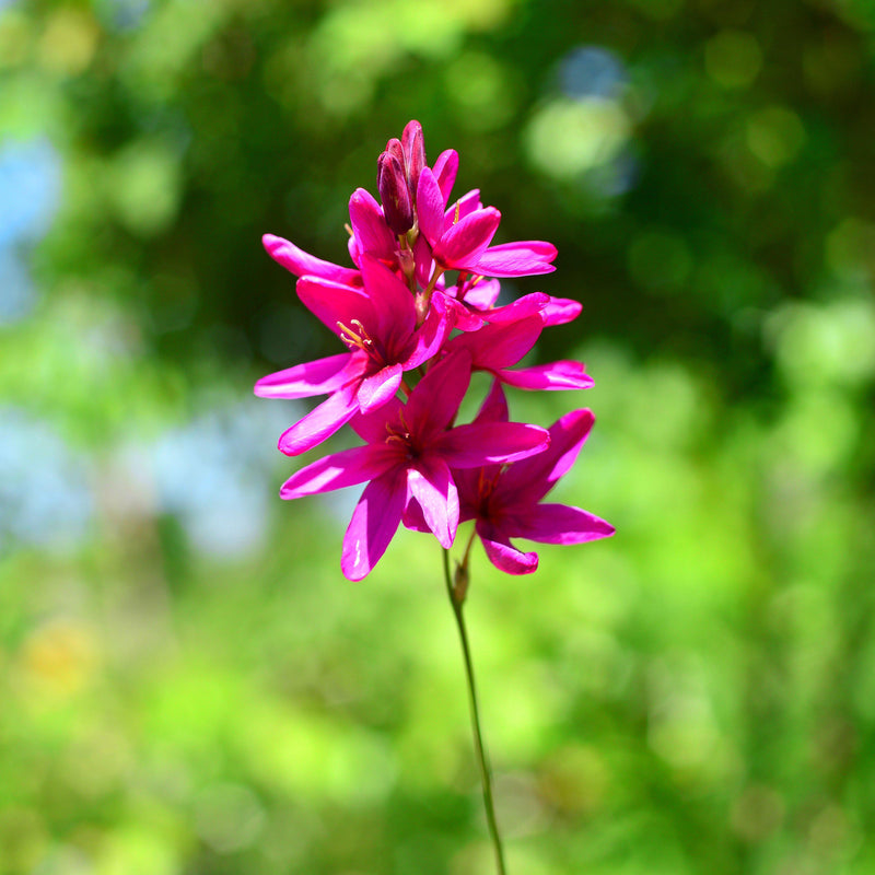 blooming pink ixia
