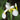 Single White Japanese Iris Zen Garden Mix