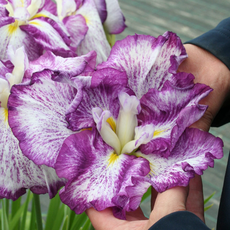 Japanese Iris Harlequinesque - striking white and violet flowers as big as your hand