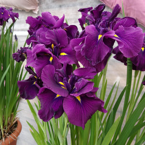 purple iris Eileens Dream