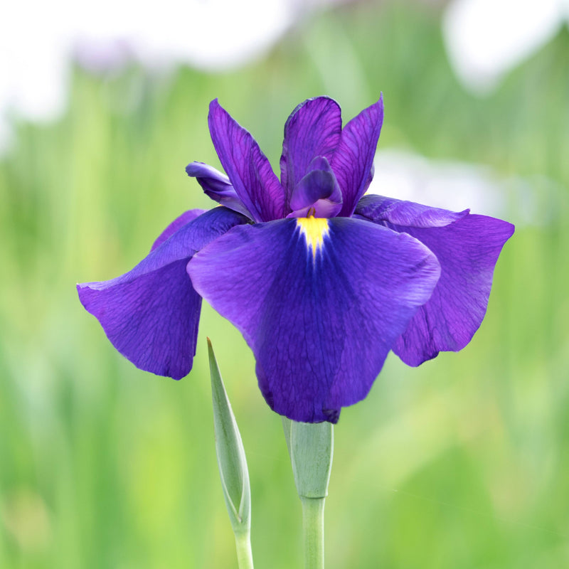 blooming iris temple bells