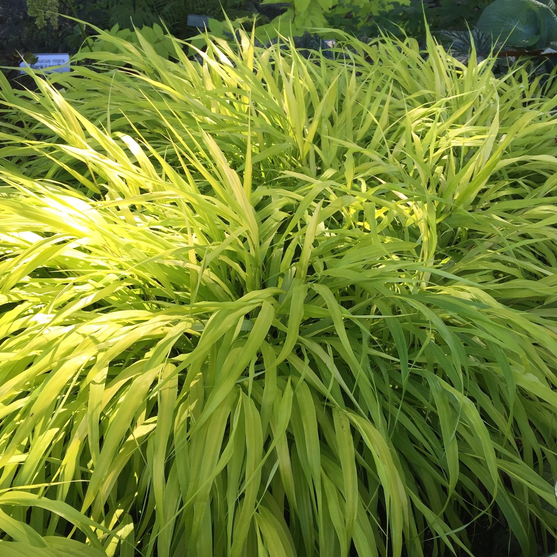 bright chartreuse Hakonechloa grass foliage