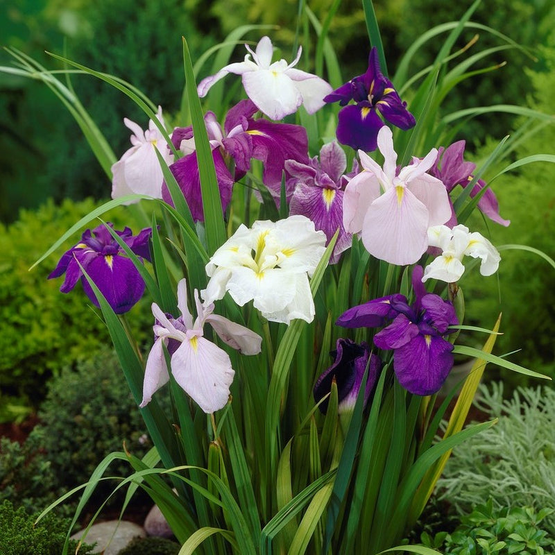 Purple and White Japanese Iris Zen Garden Mix