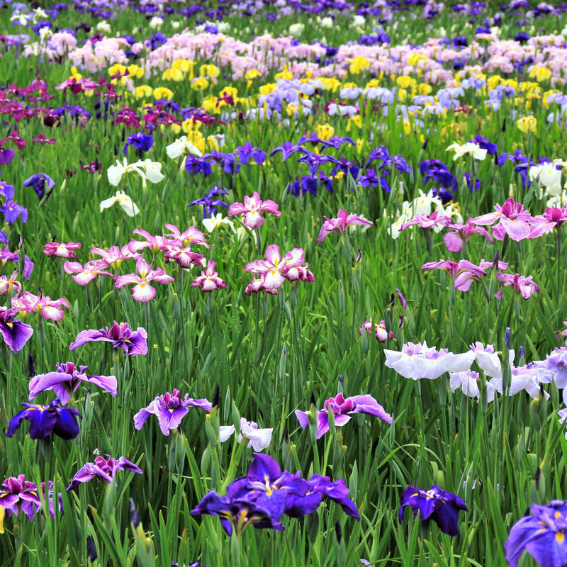 Field of Japanese Iris Zen Garden Mix