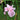 Japanese Iris Pink Lady Close Up Single Flower