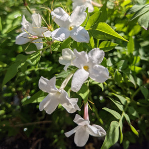 jasmine officinale blooms