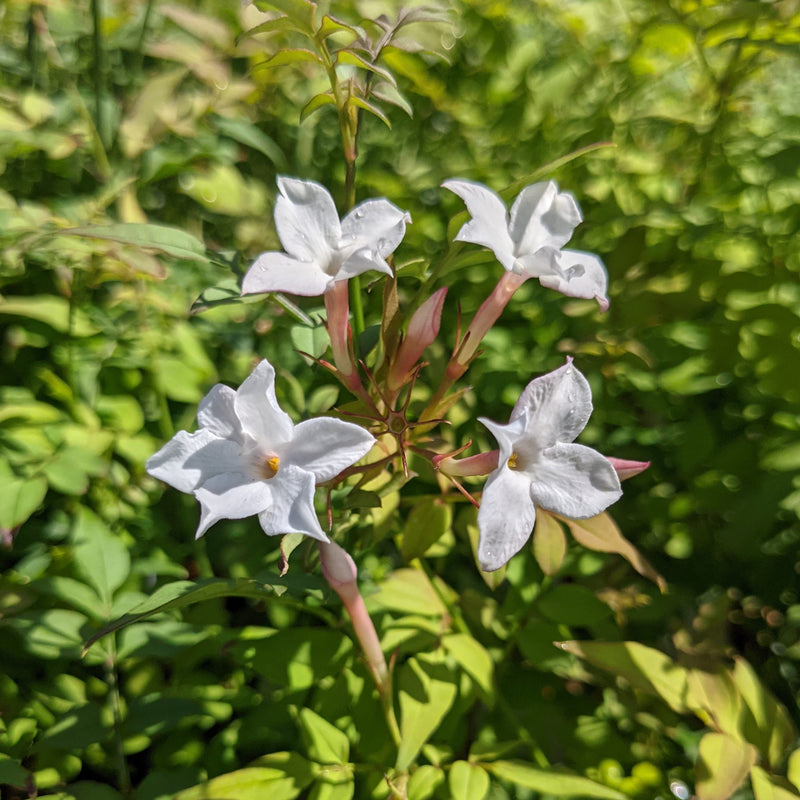 jasmine officinale blooms