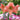  Amaryllis Exotica Flower