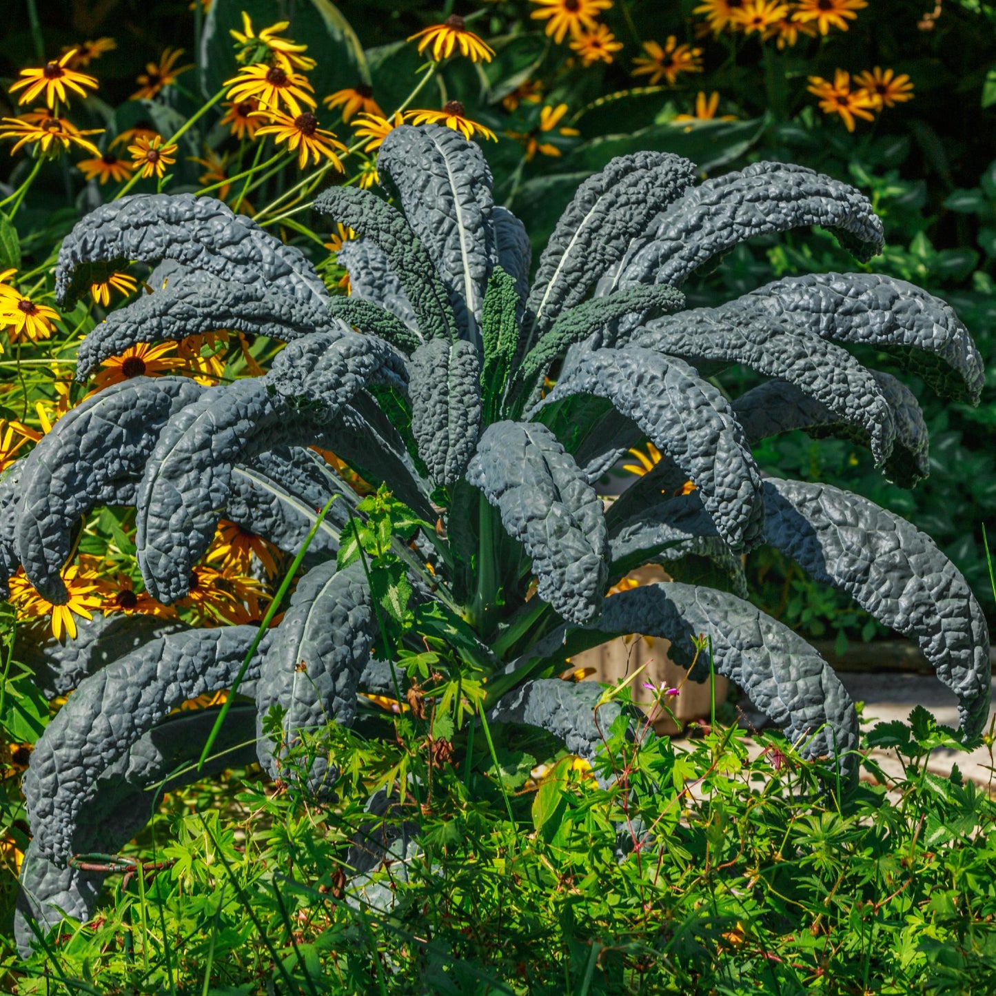 dinosaur kale plant