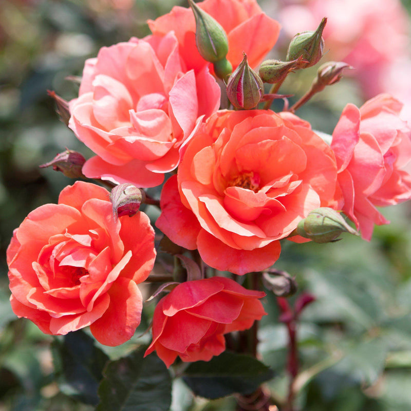 Knock Out® Rose Coral