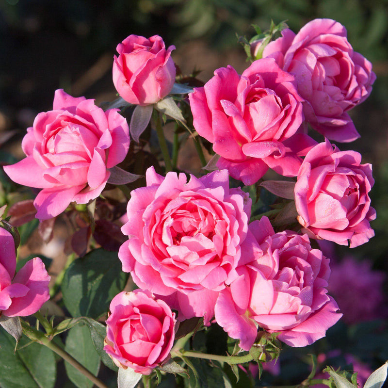 Double Pink Knock Out Rose Plants for Sale