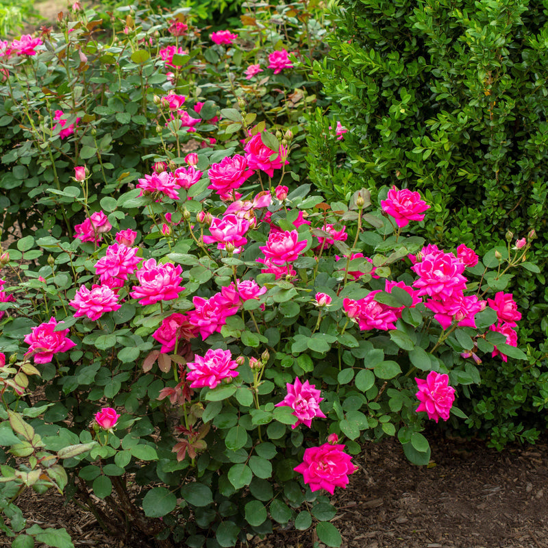 Pink Double Knock Out Rose Bush