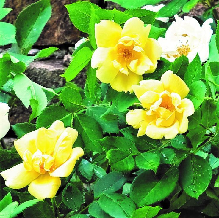 Yellow Knock Out Rose for Sale