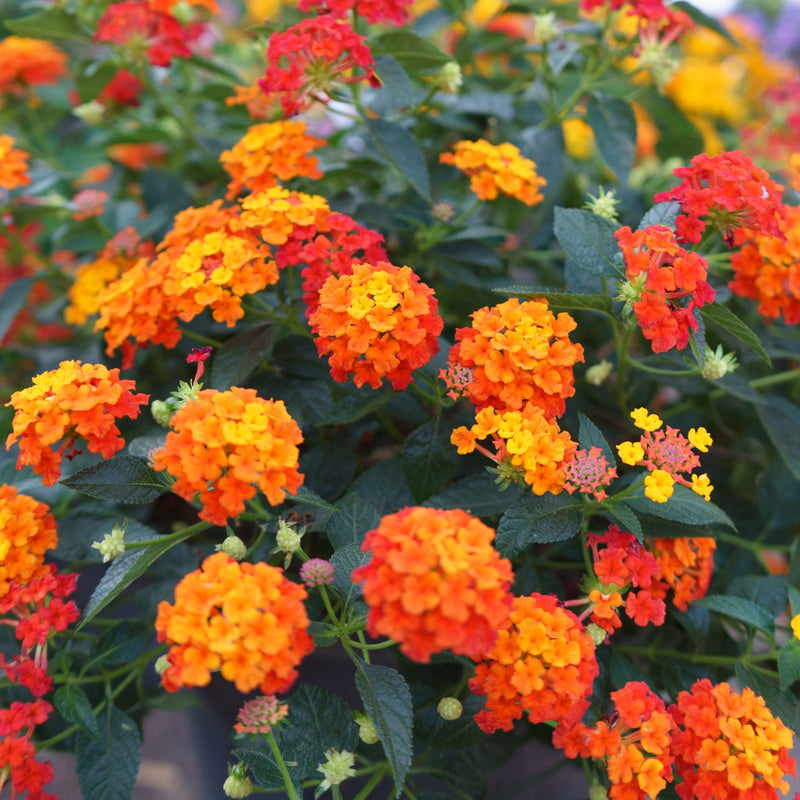 bright yellow, orange and red lantana lucky flame blooms