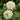 white with yellow eye lantana lucky white blooms