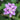 purple lantana bloom